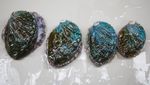 Potret Hamparan Budidaya Abalone di Lepas Pantai China