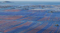 Pemandangan udara dari budidaya abalone di Kabupaten Lianjiang, Provinsi Fujian, China.
