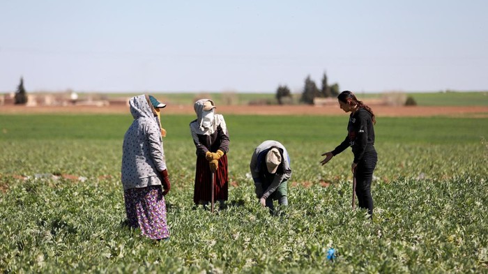 Residents work in an agriculture field near their homes in Jinwar, an all-women village, in Al-Darbasiyah town that controlled by Kurdish-led Syrian Democratic Forces, northeastern Syria, March 7, 2023. REUTERS/Orhan Qereman