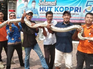 Geger Ular Piton 4 Meter di Kantor Pajak Pasuruan