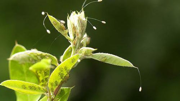 Bunga udumbara (youtan poluo).