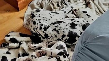 Tebak, berapa banyak anjing yang kamu lihat. Foto: Brightside