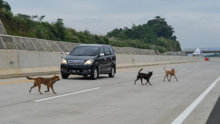 Kendaraan melintasi jalur fungsional Tol Cileunyi-Sumedang-Dawuan (Cisumdawu) di Paseh, Kabupaten Sumedang, Jawa Barat, Selasa (18/4/2023). Pada H-4 Lebaran, jalan tol fungsional Cisumdawu seksi empat hingga enam atau Cimalaka sampai Ujung Jaya yang di buka pada pukul 08.00 hingga pukul 15.00 WIB tersebut terpantau lengang. ANTARA FOTO/Raisan Al Farisi/tom.