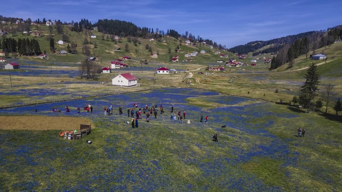 Hamparan Bunga Oleander Biru Bermekaran di Turki TRABZON, TURKIYE - APRIL 16: An aerial photo of people visiting a field of