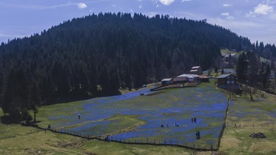 Indahnya Hamparan Bunga Oleander Biru Bermekaran di Turki