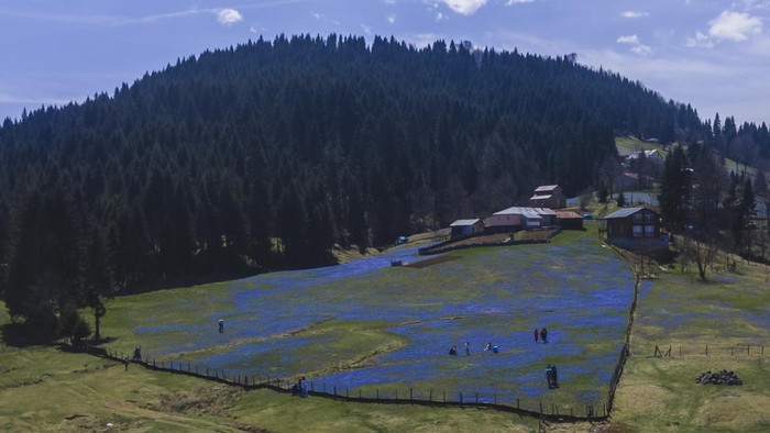 TRABZON, TURKIYE - APRIL 16: An aerial photo of people visiting a field of 