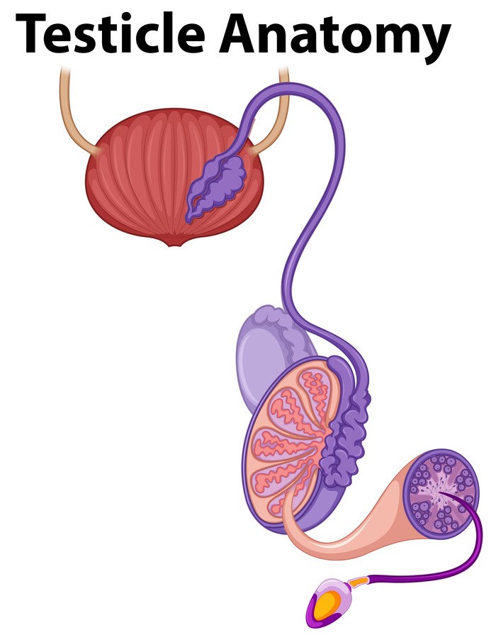 Human Testicle Anatomy on White Background illustration