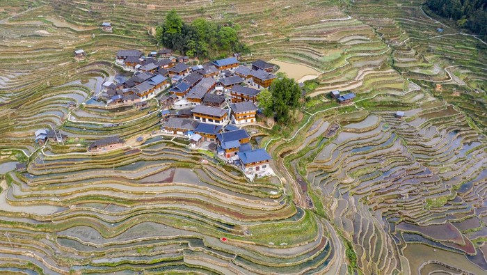 Indahnya Terasering di China, Kini Jadi Destinasi Wisata CONGJIANG, CHINA - APRIL 16, 2023 - Aerial photo taken on April 16, 2023 shows the view of rice terraces in Jiachai village, Jiapang township, Congjiang county, Southwest China's Guizhou province. (Photo credit should read CFOTO/Future Publishing via Getty Images)