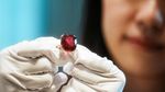 Pernah Lihat Ruby Terbesar di Dunia? Awas Silau!