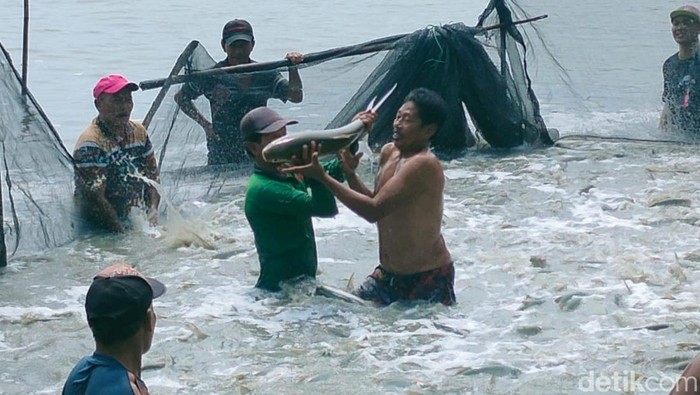 Kontes bandeng kawak di Gresik