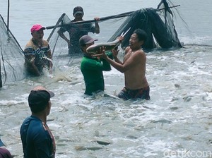 4 Daerah Penghasil Bandeng Terbesar di Jawa Timur, Gresik Nomor Satu