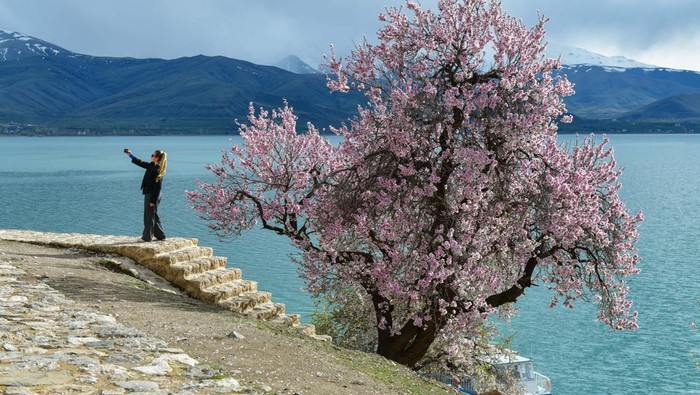 Pesona Pulau Kecil di Danau Van Turki, Ada Gereja Antik VAN, TURKIYE - APRIL 12: An aerial view of Akdamar Church on Akdamar Island during spring season in Lake Van, Turkiye on April 12, 2023. The islands, which has been declared an