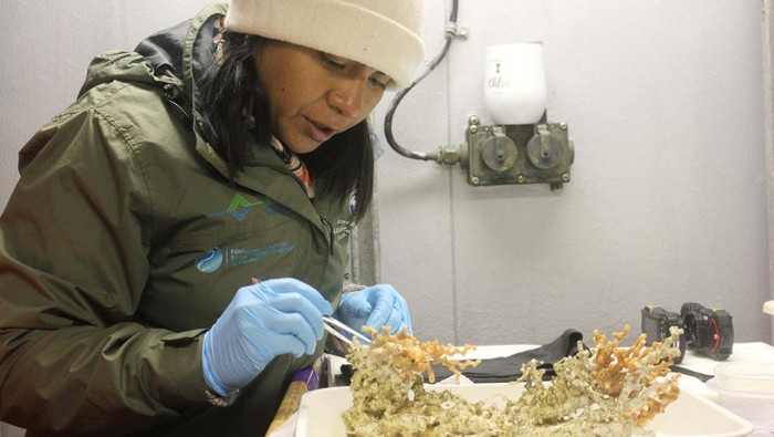 Scientist Jennifer Suarez inspects a piece of coral taken from an ancient and pristine coral reef discovered by an expedition in the depths of the Galapagos Islands, in Ecuador April 4, 2023.    
UBristol/WHOI/UEssex/UBoise/NERC/NSF/National Park Galapagos/Handout via REUTERS ATTENTION EDITORS - THIS IMAGE HAS BEEN SUPPLIED BY A THIRD PARTY. NO RESALES. NO ARCHIVES