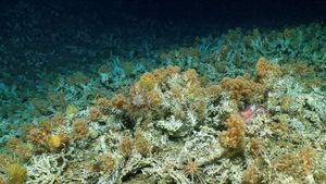 Potret Terumbu Karang Kuno di Kepulauan Galapagos