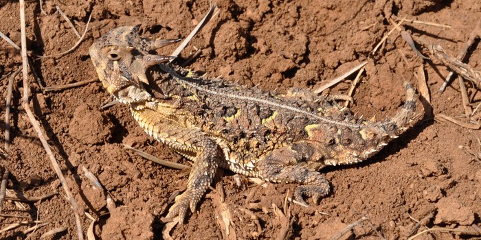 Texas horned lizard (Phrynosoma cornutum) alias kadal bertanduk Texas.