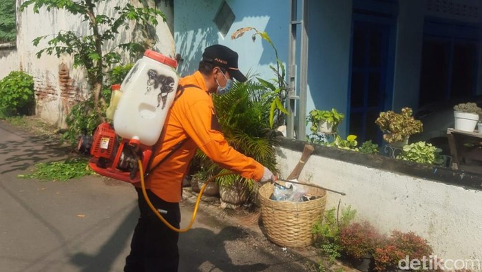 Ulat bulu di Situbondo