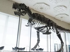 Kerangka Tyrannosaurus Rex Berusia 67 Juta Tahun Terjual Rp 92 Miliar