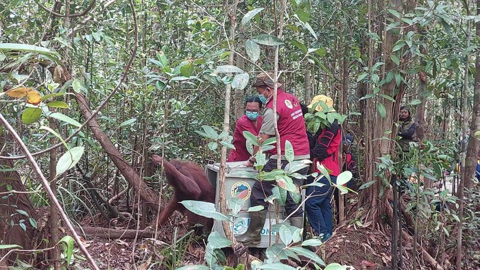 Pelepasliaran orangutan di Kalimantan Barat