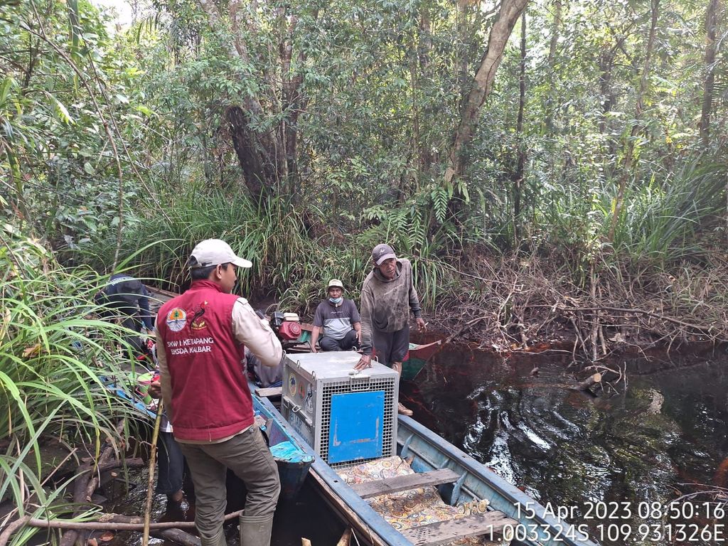 Pelepasliaran orangutan di Kalimantan Barat
