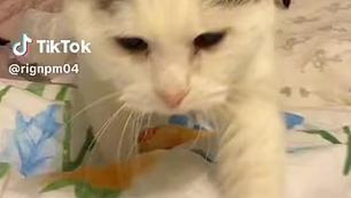 Rahasia Panjang Umur Kucing 18 Tahun, Gegara Hobi Makan Taco