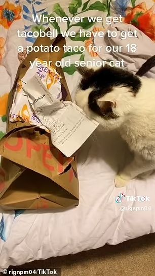 Rahasia Panjang Umur Kucing 18 Tahun, Gegara Hobi Makan Taco