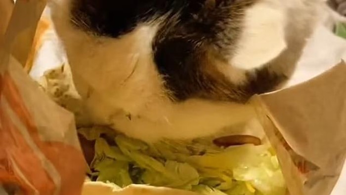 Rahasia Panjang Umur Kucing 18 Tahun, Gegara Hobi Makan Taco