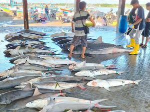 Wow! Nelayan Lombok Timur Tangkap Puluhan Ekor Hiu Sekali Melaut