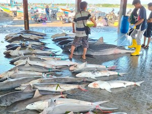 Wow! Nelayan Lombok Timur Tangkap Puluhan Ekor Hiu Sekali Melaut