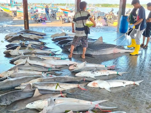 Puluhan ikan hiu hasil tangkapan nelayan di Tanjung Luar Lombok Timur diperjualbelikan, Kamis (20/4/2023).