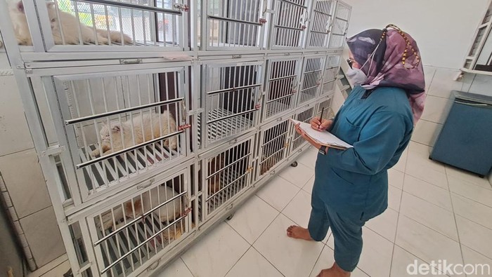 Jasa penitipan kucing di Jombang
