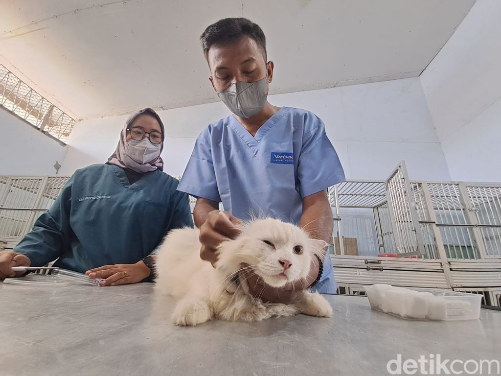 Jasa penitipan kucing di Jombang