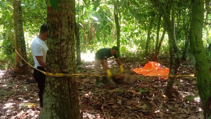 Tim Inafis Polres Jembrana saat melakukan olah tempat kejadian perkara (TKP) penemuan mayat membusuk di kebun warga Banjar Sumbersari, Desa Melaya, Kecamatan Melaya, Kabupaten Jembrana, Bali, Kamis (20/4/2023).
