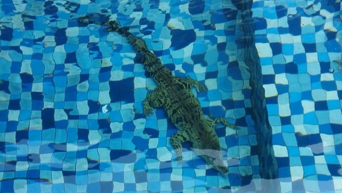 Buaya nyasar ke kolam renang rumah warga Jaksel (dok istimewa)