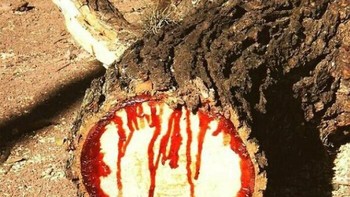 Pterocarpus Angolensis atau jati liar. Saat pohon ini dipotong akan mengeluarkan ciran merah dari batangnya yang tampak seperti darah. Jati liar ini bahkan dikelan sebagai kayu darah. Foto: Boredpanda