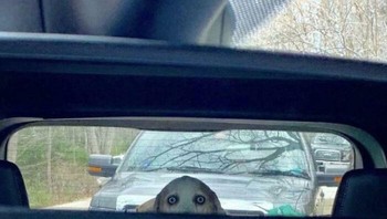 Auto melek saat nyetir begitu lihat tatapn anjing ini.Foto: Boredpanda