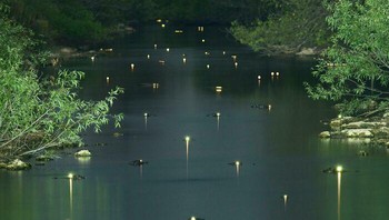 Bukan kunang-kunang, tapi sinar ini adalah pantulan mata buaya terletak di taman nasional Everglades. Foto: Boredpanda