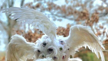 Seperti banyak mata pada burung  merpati ini. Foto: Boredpanda