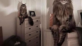 Tiba-tiba saya bangun di malam hari dan menemukan kucing saya duduk seperti ini dan menatap saya! kata pemilik foto ini. Foto: Boredpanda