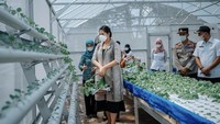Wanita yang akrab disapa Ayang ini juga pernah berkunjung ke perkebunan sayuran hidroponik. Ia pun mengambil beberapa pokcoy untuk dibawa pulang. Foto: Instagram @ayangkahiyang