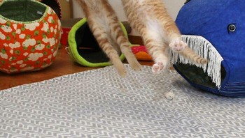 Duo kiper. Foto: Boredpanda