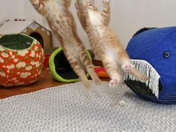 Foto Dijepret di Saat yang Tepat Bikin Tercengang dan Melotot