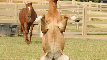 Momen langka sang kuda beraksi. Foto: Boredpanda