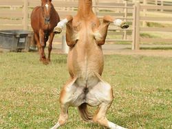 Foto Dijepret di Saat yang Tepat Bikin Tercengang dan Melotot