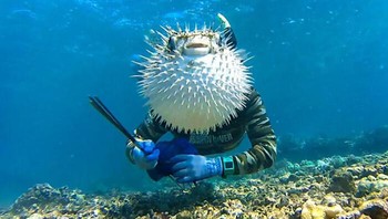 Inilah Momen Lucu Seekor Ikan Buntal yang Penasaran Berhasil Meng-Photobomb Seorang Penyelam Foto: Boredpanda
