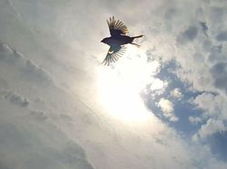 Foto Dijepret di Saat yang Tepat Bikin Tercengang dan Melotot