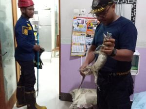 Hiii! Biawak Nyelonong ke Kamar Tidur Warga di Klaten