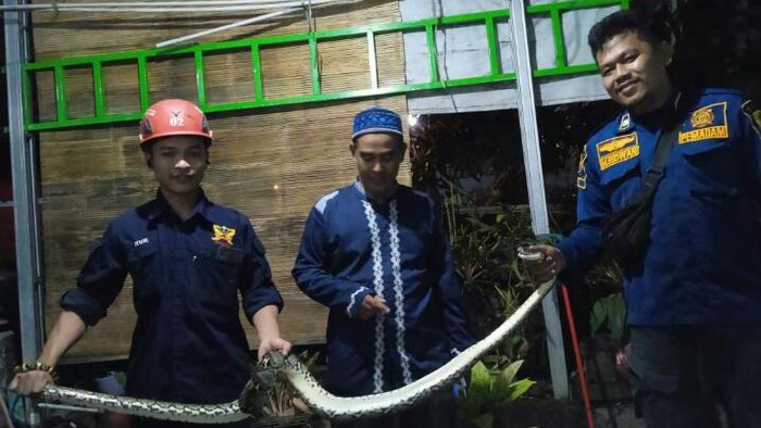 Regu damkar Kabupaten Bogor mengevakuasi ular dari plafon rumah warga, Sabtu (22/4/2023).