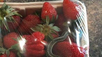 Beli stroberi bonus ular? Foto: muttonwar via Bored Panda