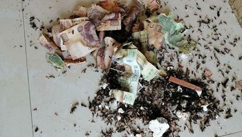 Nabung lama-lama, uangnya malah dimakan semut, hiks. Foto: raylolSW via Bored Panda