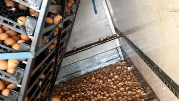 Seseorang lupa mengamankan telur dengan baik di truk. Akhirnya, 10.500 telur harus pecah. Foto: yourmate24 via Bored Panda